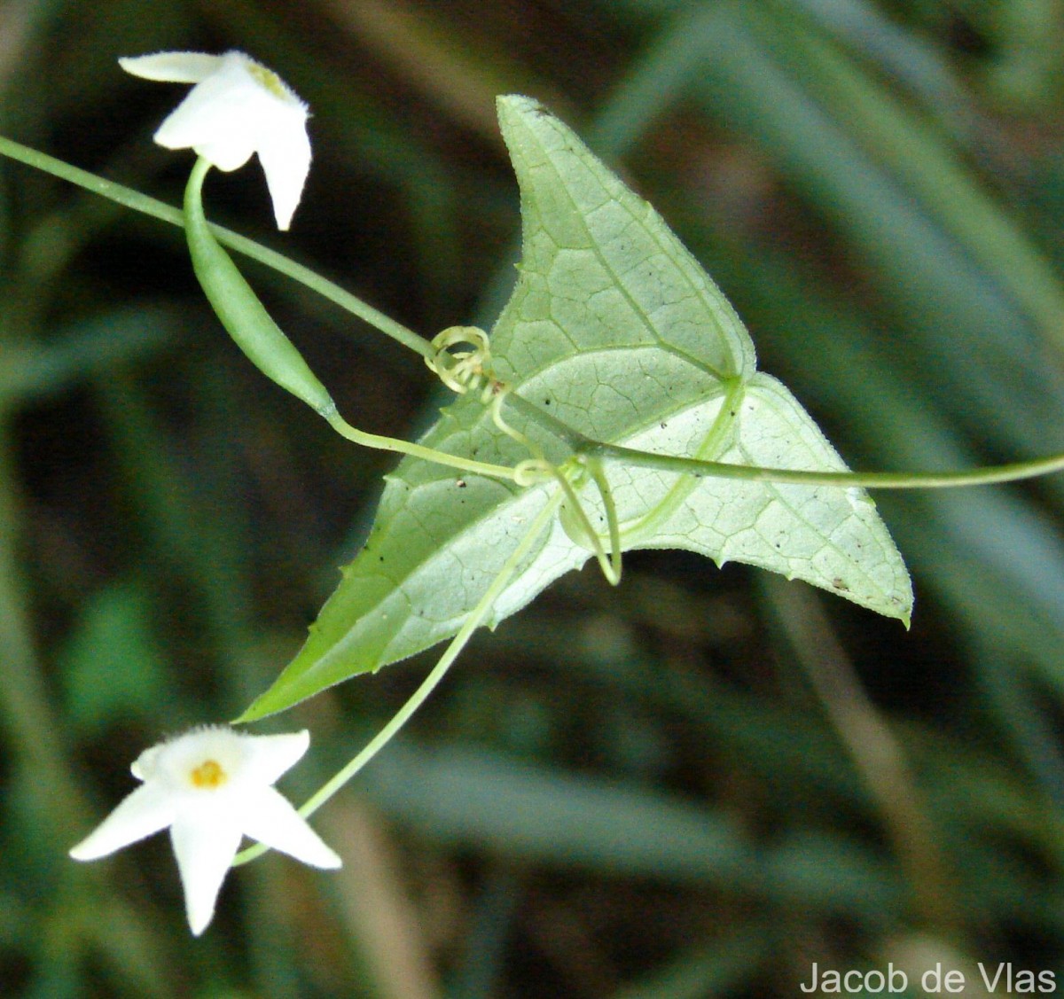 Zehneria thwaitesii (Schweinf.) C.Jeffrey